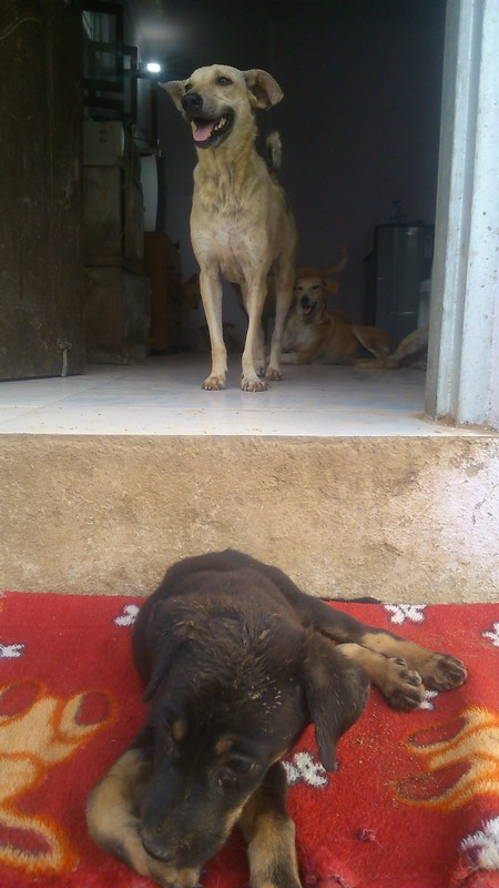 saptarshi farm gurgaon