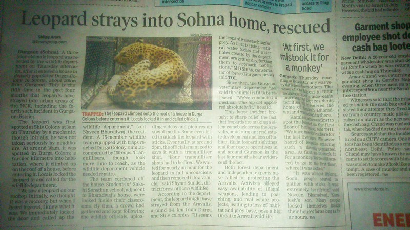 leopard walks into sohna